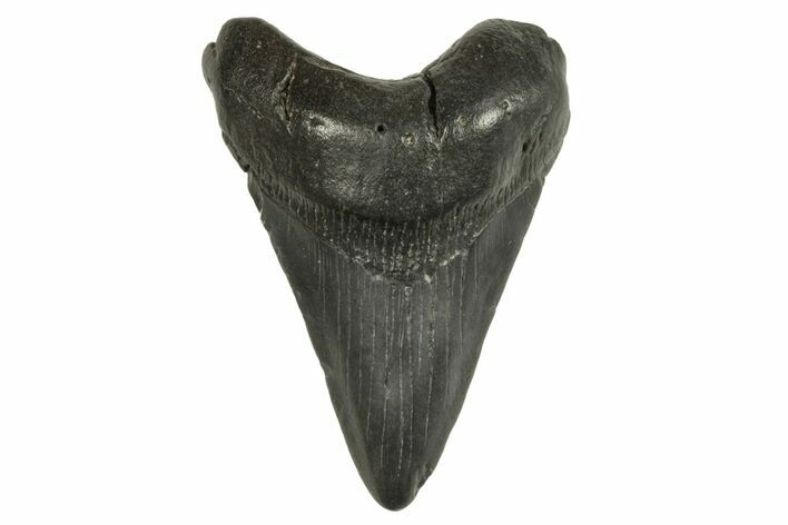 Fossil Megalodon Tooth - South Carolina #294399